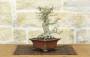 2 - Bonsai di Melograno giapponese "Nejikan" (26)