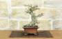3 - Bonsai di Melograno giapponese "Nejikan" (26)