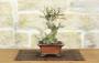 4 - Bonsai di Melograno giapponese "Nejikan" (26)