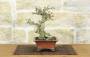 5 - Bonsai di Melograno giapponese "Nejikan" (26)