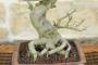 6 - Bonsai di Melograno giapponese "Nejikan" (26)