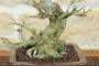 7 - Bonsai di Melograno giapponese "Nejikan" (26)