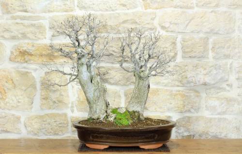 1 - Bonsai di Olmo Campestre a due tronchi (62)