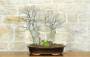 1 - Bonsai di Olmo Campestre a due tronchi (62)