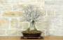 2 - Bonsai di Olmo Campestre a due tronchi (62)