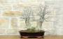 3 - Bonsai di Olmo Campestre a due tronchi (62)