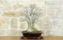 4 - Bonsai di Olmo Campestre a due tronchi (62)