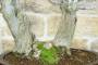 5 - Bonsai di Olmo Campestre a due tronchi (62)