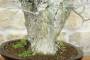 6 - Bonsai di Olmo Campestre a due tronchi (62)