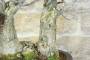 7 - Bonsai di Olmo Campestre a due tronchi (62)