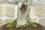 8 - Bonsai di Olmo Campestre a due tronchi (62)