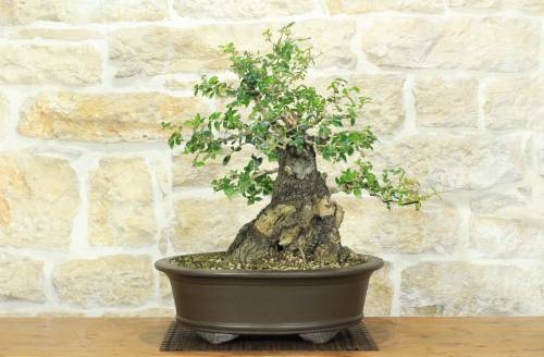 1 - Bonsai di Phillyrea (37)