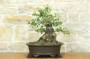 1 - Bonsai di Phillyrea (37)