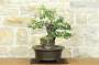 2 - Bonsai di Phillyrea (37)