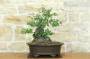 3 - Bonsai di Phillyrea (37)