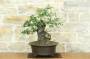4 - Bonsai di Phillyrea (37)