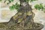 5 - Bonsai di Phillyrea (37)