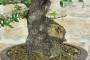6 - Bonsai di Phillyrea (37)