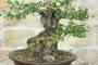 7 - Bonsai di Phillyrea (37)