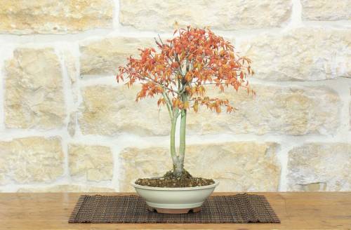 1 - Bonsai di Acero Palmato (61)