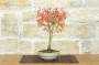 2 - Bonsai di Acero Palmato (61)