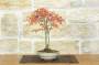 3 - Bonsai di Acero Palmato (61)