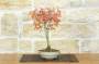 4 - Bonsai di Acero Palmato (61)