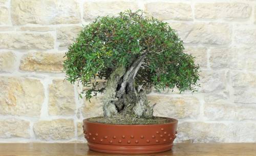 1 - Bonsai di Lentisco (75)