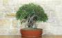 1 - Bonsai di Lentisco (75)