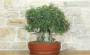 2 - Bonsai di Lentisco (75)