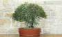 3 - Bonsai di Lentisco (75)