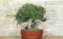 4 - Bonsai di Lentisco (75)