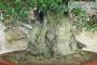 6 - Bonsai di Lentisco (75)