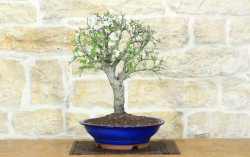 1 - Bonsai di Mirabolano - Prugno Selvatico (174)