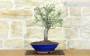 2 - Bonsai di Mirabolano - Prugno Selvatico (174)