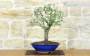 3 - Bonsai di Mirabolano - Prugno Selvatico (174)