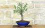 4 - Bonsai di Mirabolano - Prugno Selvatico (174)