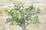6 - Bonsai di Mirabolano - Prugno Selvatico (174)
