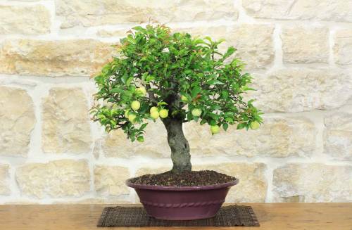 Bonsai di Mirabolano - Prugno Selvatico (175)