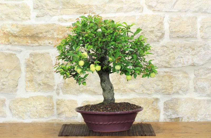 Bonsai di Mirabolano - Prugno Selvatico (175)
