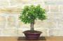 3 - Bonsai di Mirabolano - Prugno Selvatico (175)