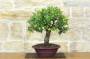 4 - Bonsai di Mirabolano - Prugno Selvatico (175)