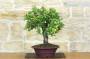 5 - Bonsai di Mirabolano - Prugno Selvatico (175)