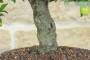 6 - Bonsai di Mirabolano - Prugno Selvatico (175)