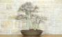 1 - Bonsai di Olmo Campestre (63)