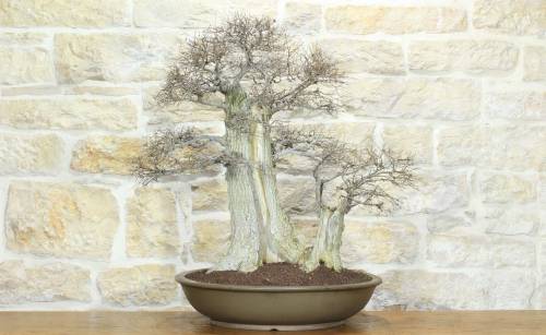 1 - Bonsai di Olmo Campestre (63)