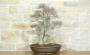 2 - Bonsai di Olmo Campestre (63)