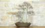 3 - Bonsai di Olmo Campestre (63)