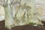 7 - Bonsai di Olmo Campestre (63)