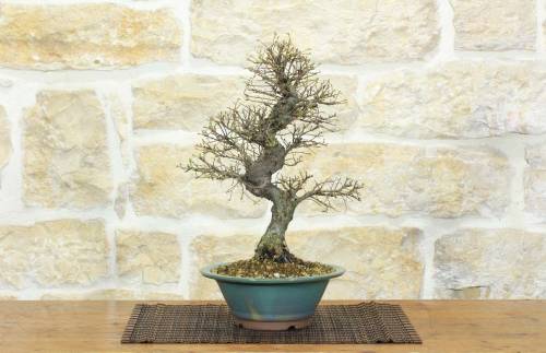 1 - Bonsai di Olmo Parvifolia "Seiju" (96)